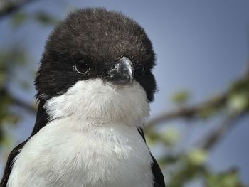 Close-up of a bird against clear sky