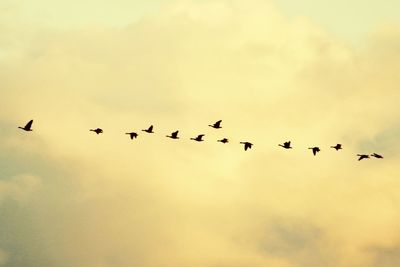 Low angle view of silhouette birds flying against sky