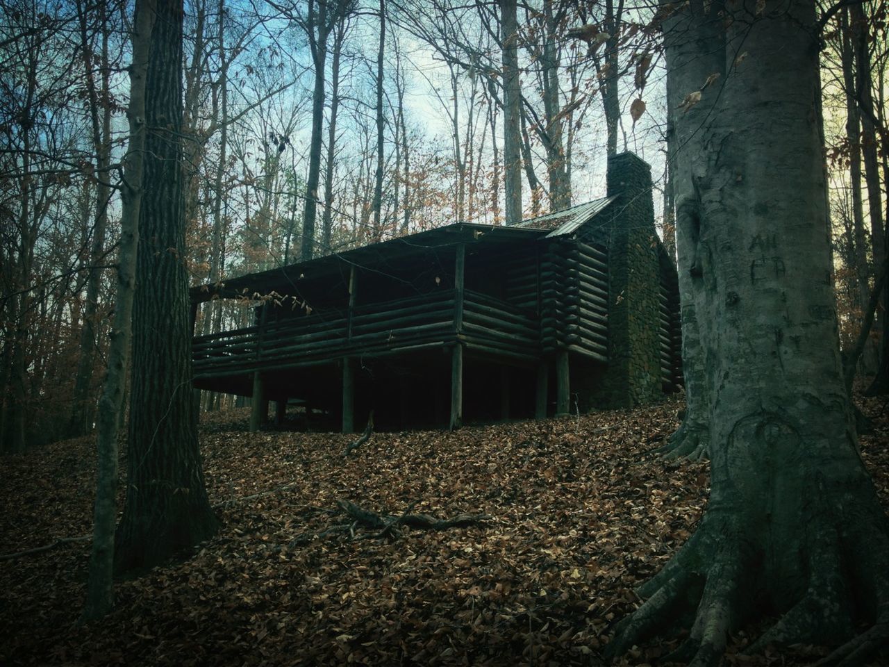 architecture, built structure, tree, building exterior, house, abandoned, bare tree, old, damaged, tree trunk, obsolete, branch, forest, sky, day, run-down, outdoors, deterioration, field, nature