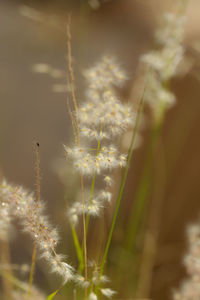 Close-up of spider web on plant