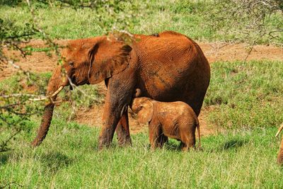 Elephants in a field