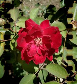 Close-up of red rose