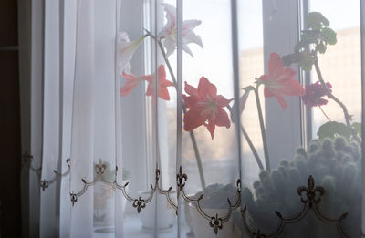 Close-up of flowers against window