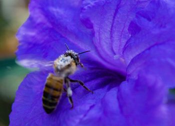 Close-up of bee pollinating on purple flower