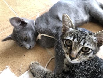 Close-up portrait of a cat