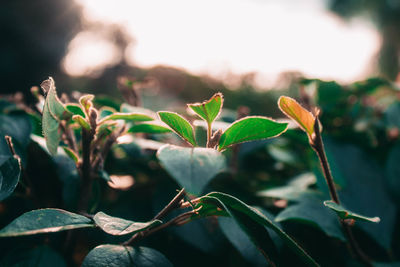 Close-up of plant