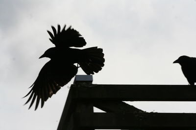Low angle view of silhouette bird flying against clear sky
