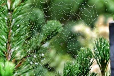 Close-up of wet spider web against plants