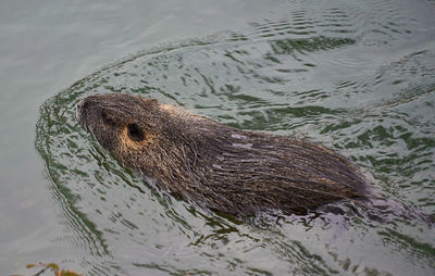 High angle view of snake swimming in lake