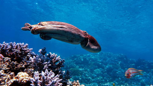 Octopus. big blue octopus on the red sea reefs.