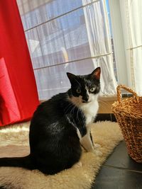 Portrait of cat sitting near basket at home