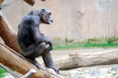 Monkey sitting on wood in zoo