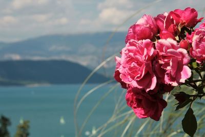 Close-up of pink rose with sea in background