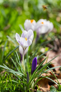 Close-up of crocus blooming outdoors