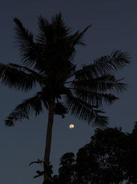 Low angle view of palm trees against sky