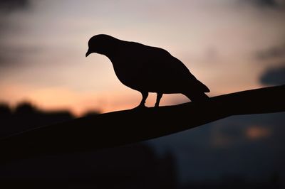 Silhouette bird perching on a orange sunset