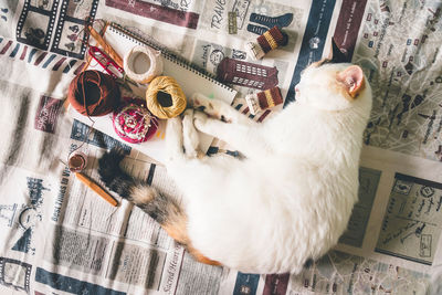 High angle view of cat sleeping on table