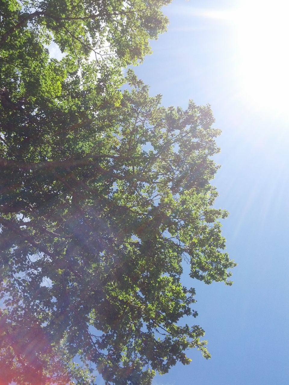 tree, low angle view, sun, sunlight, sunbeam, growth, lens flare, sky, branch, tranquility, nature, beauty in nature, sunny, green color, day, scenics, bright, tranquil scene, outdoors, no people