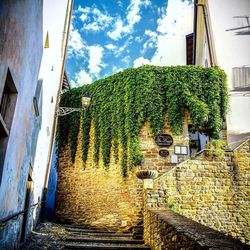 Plants growing against buildings