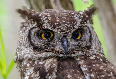 Close-up portrait of a owl