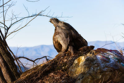 Low angle view of eagle perching on rock