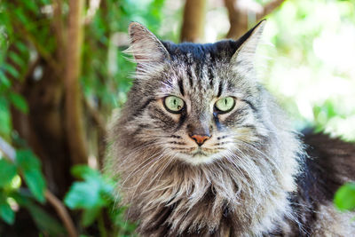 Close-up portrait of a cat