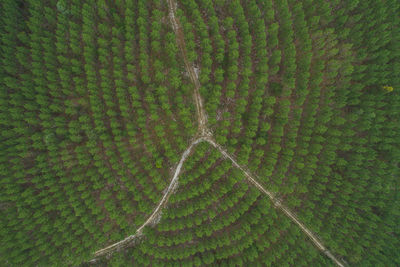 Full frame shot of agricultural field