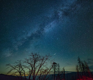 Low angle view of trees against sky at night