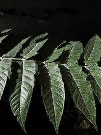 Close-up of leaves on plant