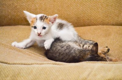 Close-up of cat sitting on sofa at home