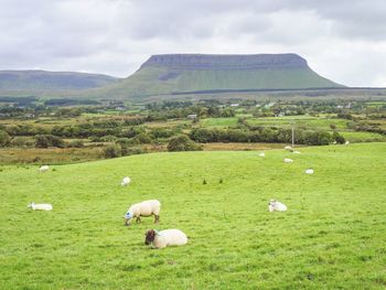 Sheep in a field