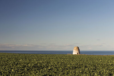 Plants on field by sea against sky