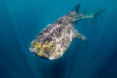 Whale shark swimming in sea