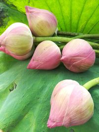 Close-up of lotus water lily