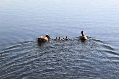 Ducks swimming in lake 