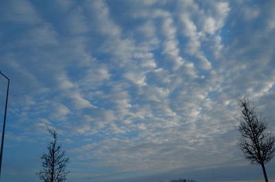 Low angle view of trees against sky