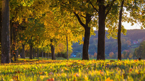 Trees on field during autumn