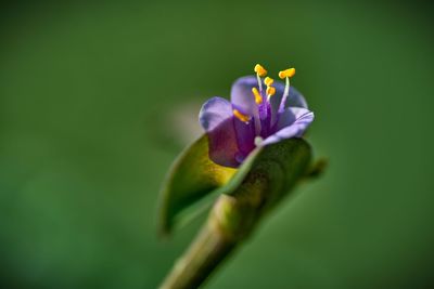 Close-up of purple flowering plant