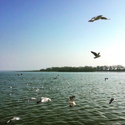 Seagulls flying over sea