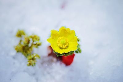 Close-up of yellow flowering plant