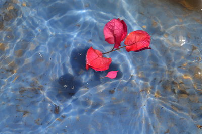 High angle view of red rose floating on water