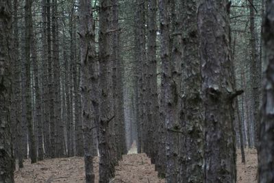 Close-up of trees growing in forest