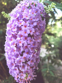 Close-up of purple flowering plant