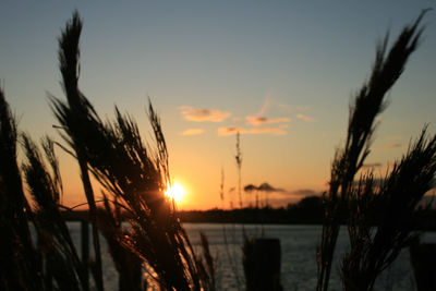 Close-up of silhouette plants against sunset sky