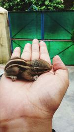 Cropped hand holding chipmunk