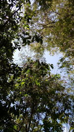 Low angle view of blooming tree against sky