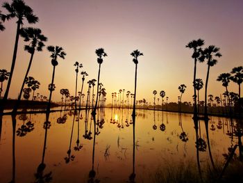 Silhouette plants by lake against sky during sunset