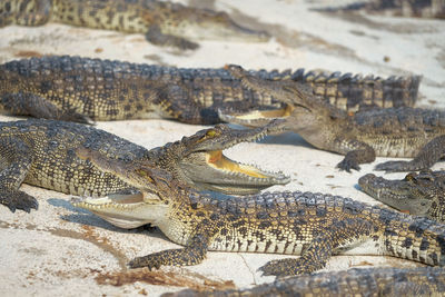 High angle view of crocodile on beach