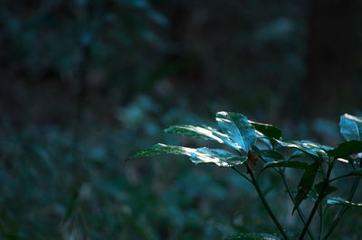 Close-up of plant