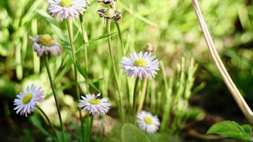 Close-up of purple flowering plants on field